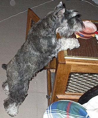 Photo of Terry Mehmel's Schnauzer, Cinder