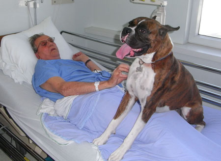 Photo of Vandor dog with hospital patient